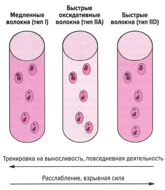 Быстро или медленно? Какой темп выполнения упражнений растит силу и массу