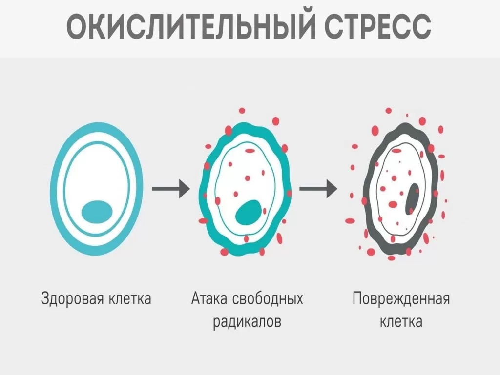 Окислительный стресс: как свободные радикалы действуют на организм человека  | Здоровье